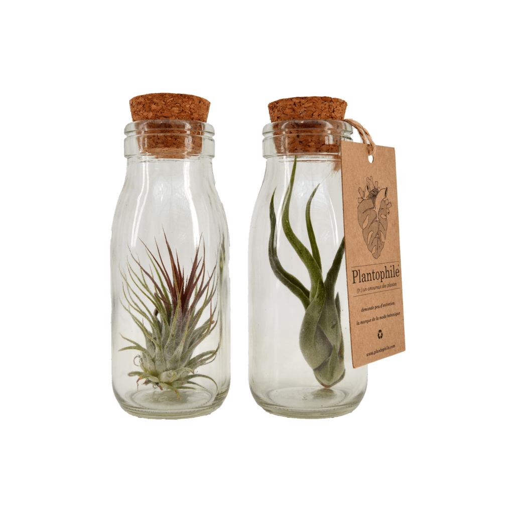 Air Plants 