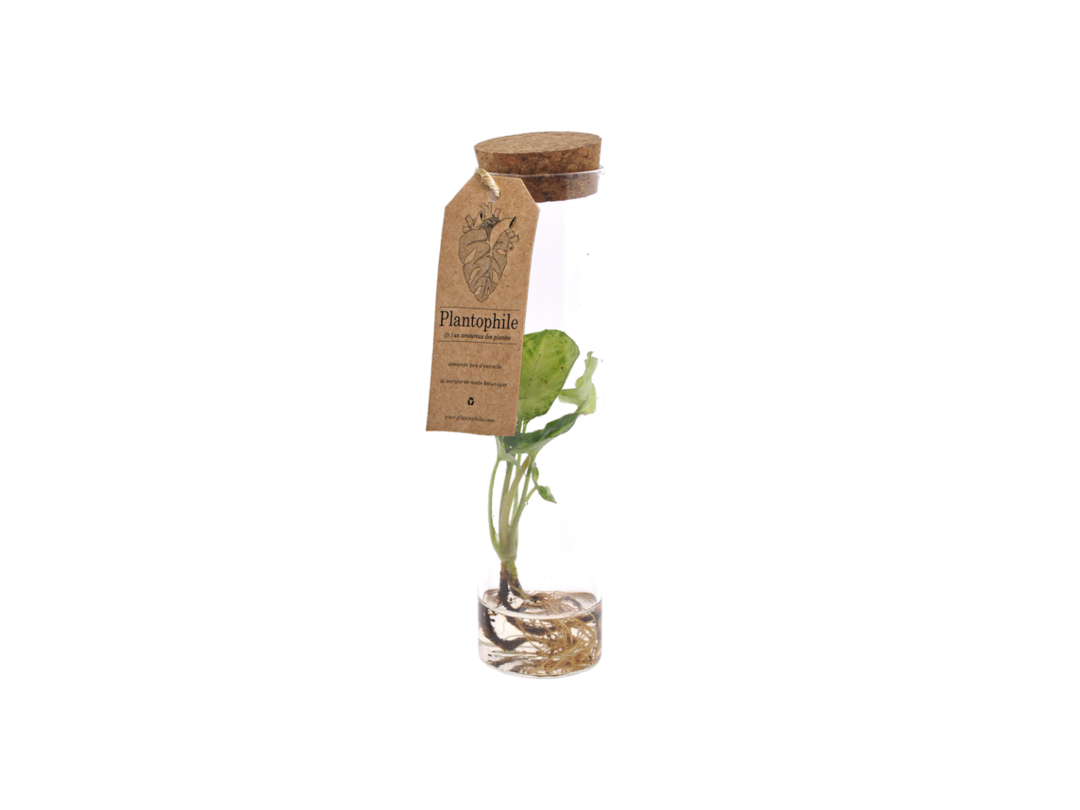 Buy Syngonium Plant Online - Green Plant Syngonium Sprout in Glass