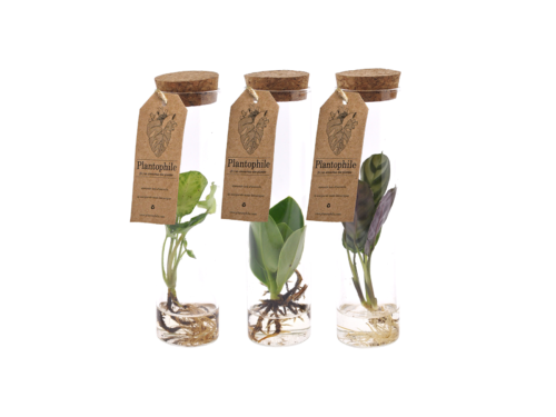 Waterplant mix sprouts calathea, clusia, syngonium