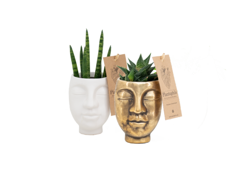 Face 2 Face pots with plants small